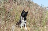 BORDER COLLIE 358